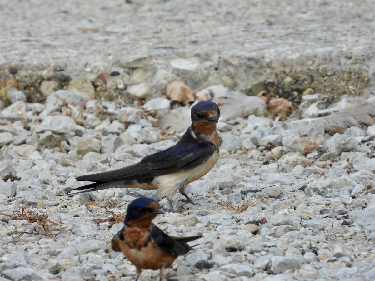 Barn Swallow - ML622776556