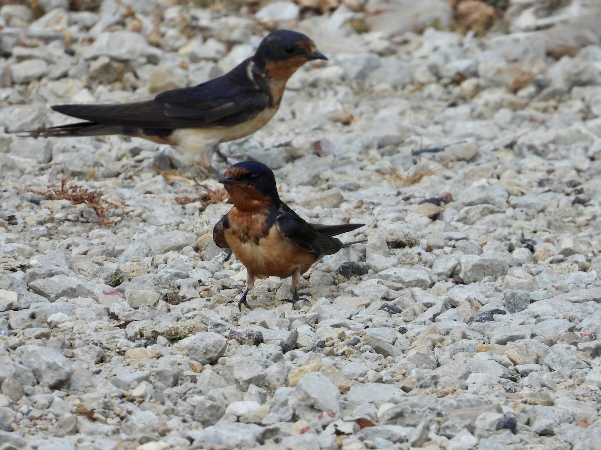 Barn Swallow - Shelly Windett