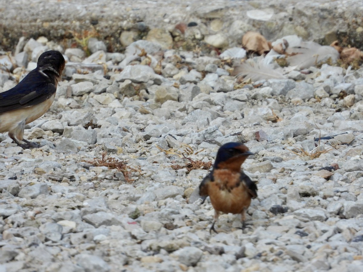 Barn Swallow - ML622776559