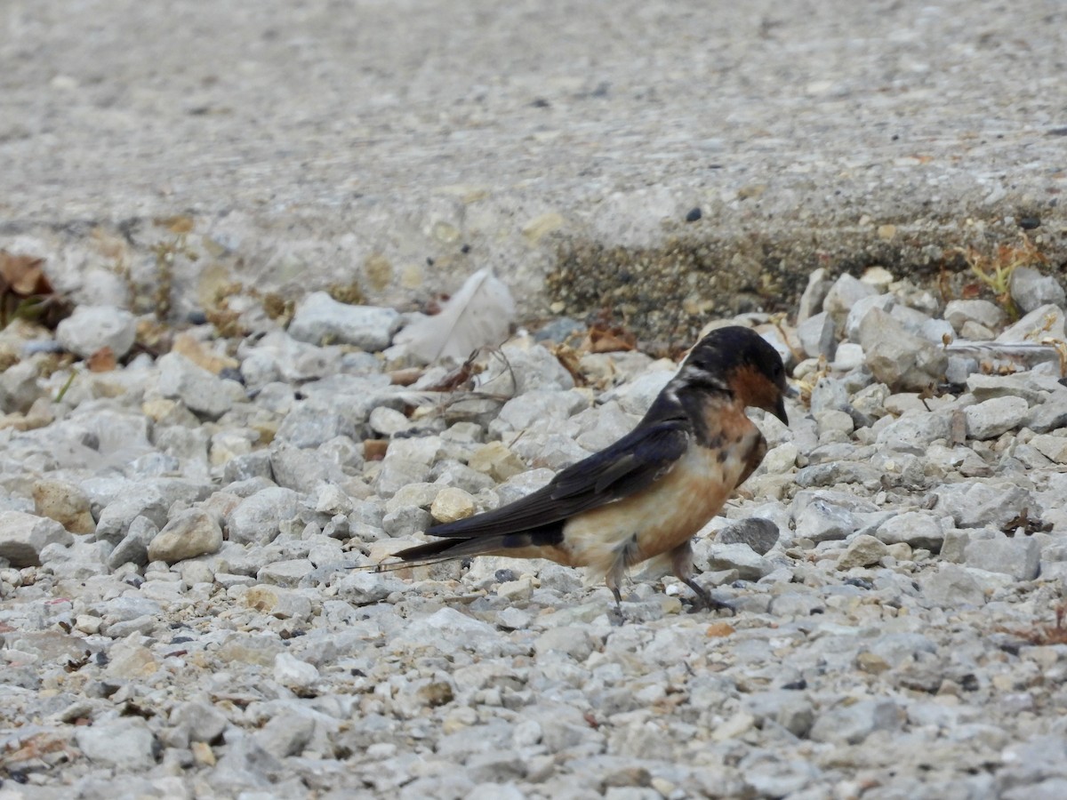 Barn Swallow - ML622776560