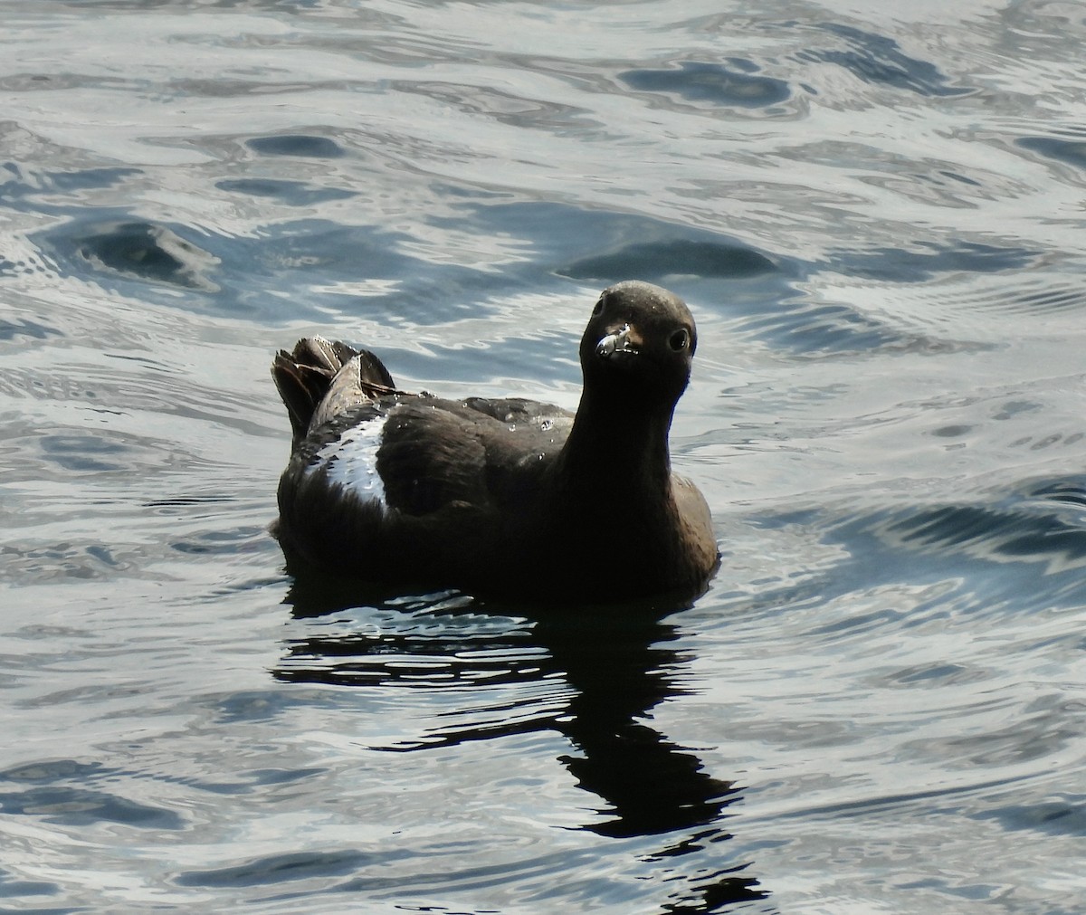 Pigeon Guillemot - Mary-Lane Baker