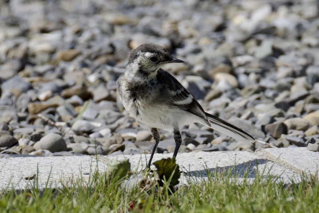 White Wagtail (British) - Ted Burkett