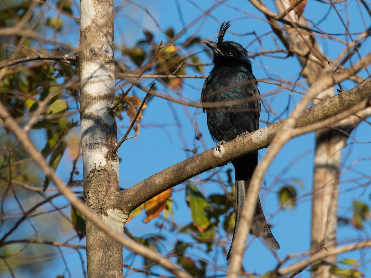 Sorguçlu Drongo - ML622776607