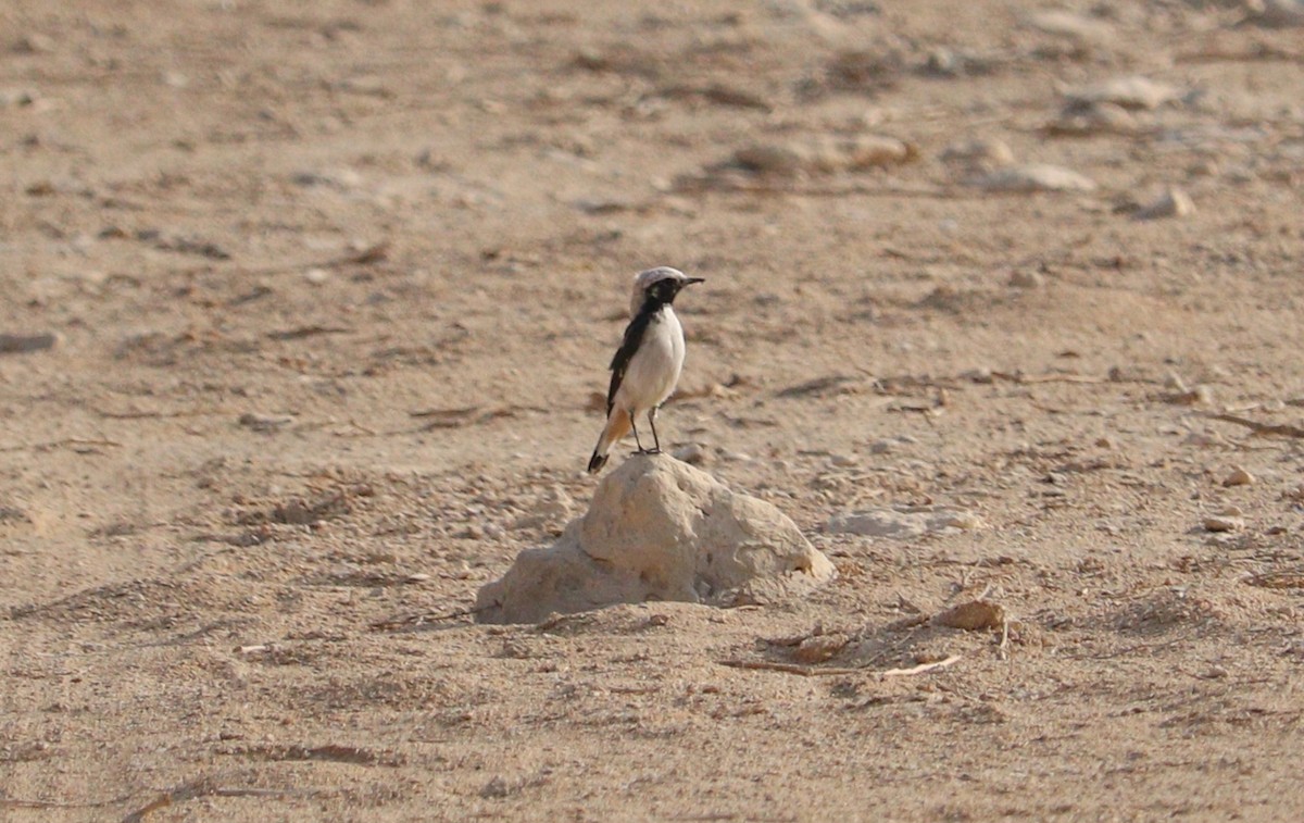 Mourning Wheatear - ML622776619