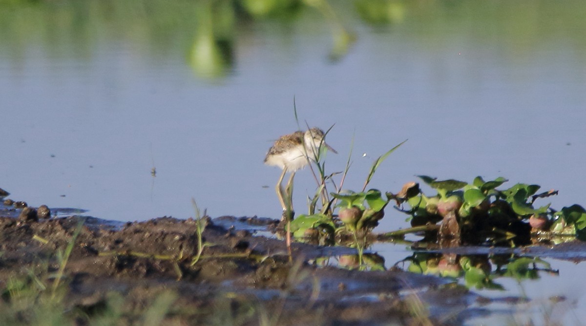 Black-necked Stilt - ML622776624