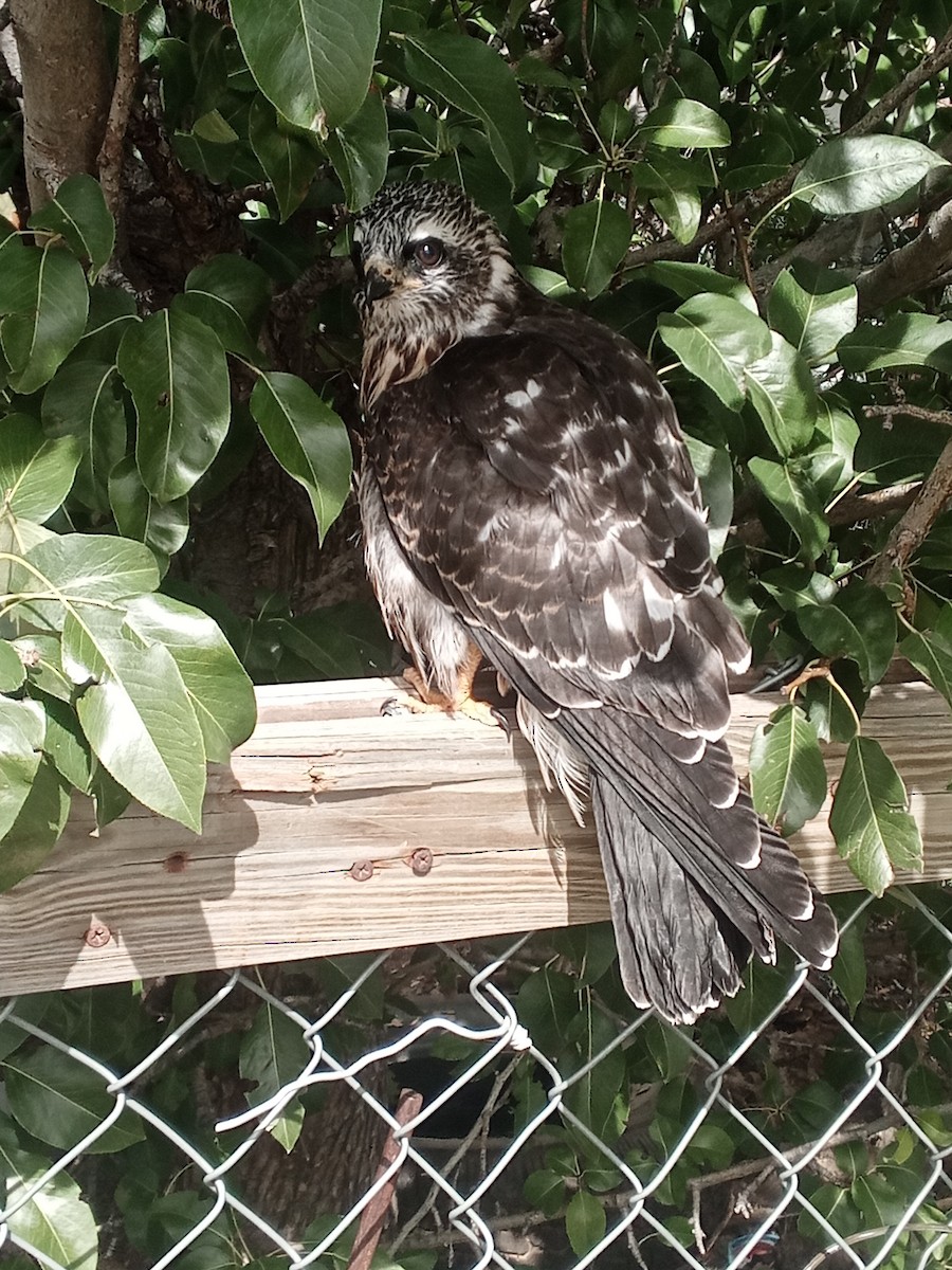 Mississippi Kite - ML622776657