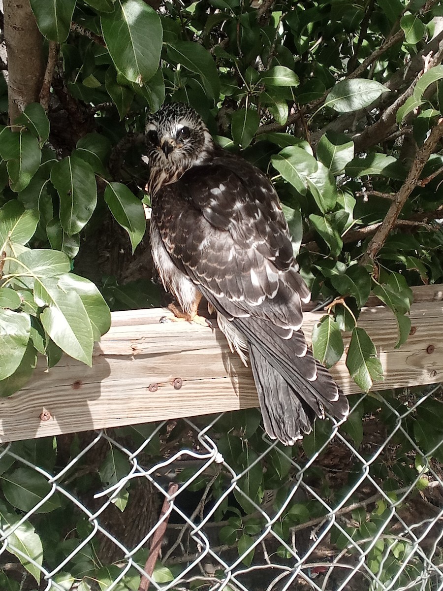 Mississippi Kite - ML622776660