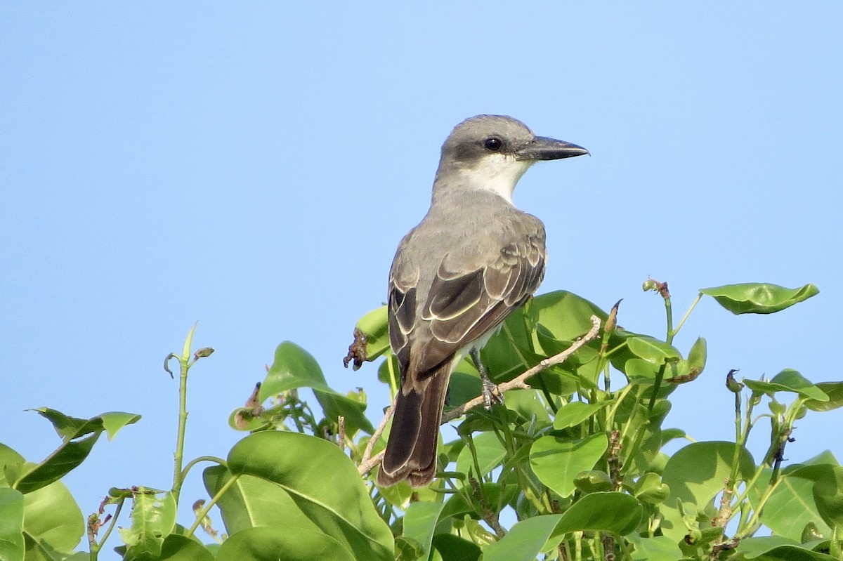 Gray Kingbird - ML622776691