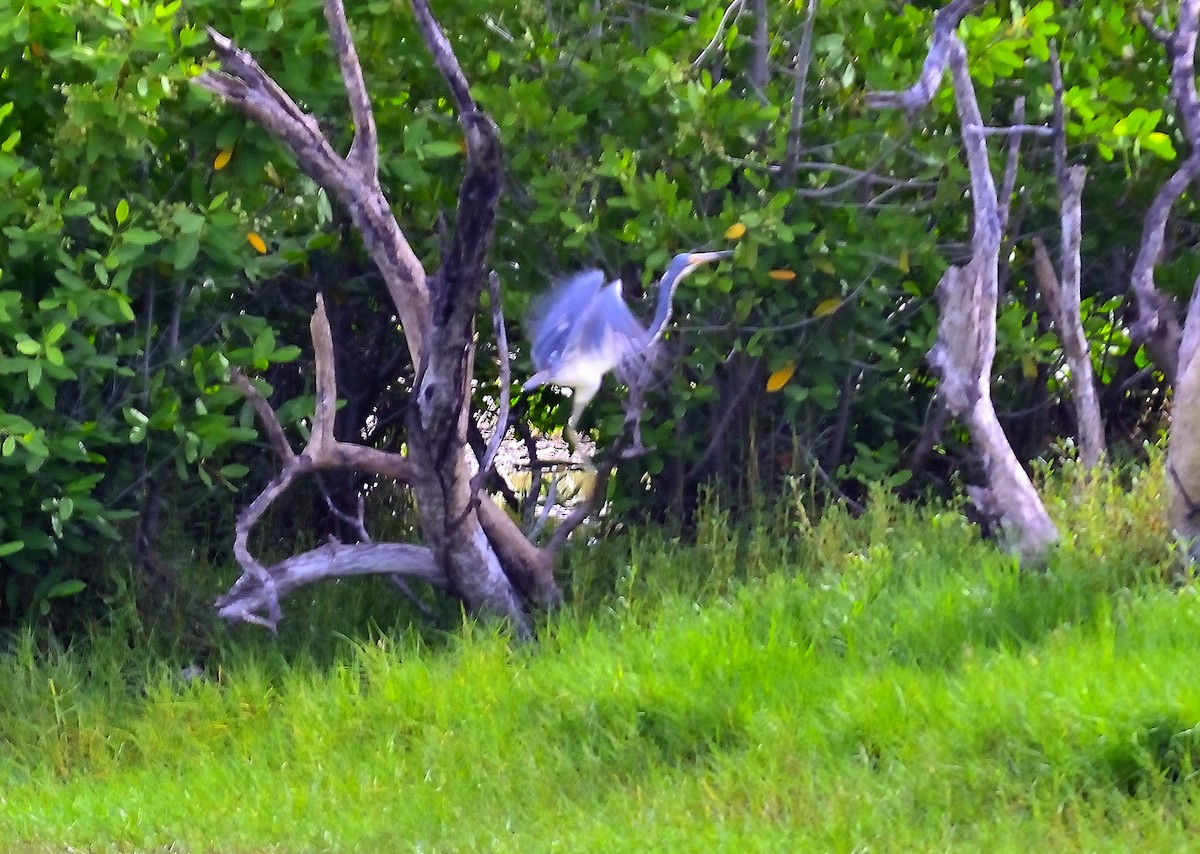 Tricolored Heron - ML622776699