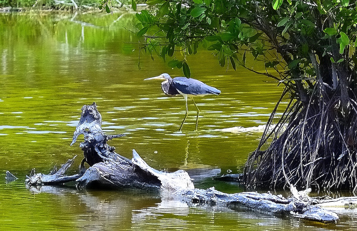 Tricolored Heron - ML622776700