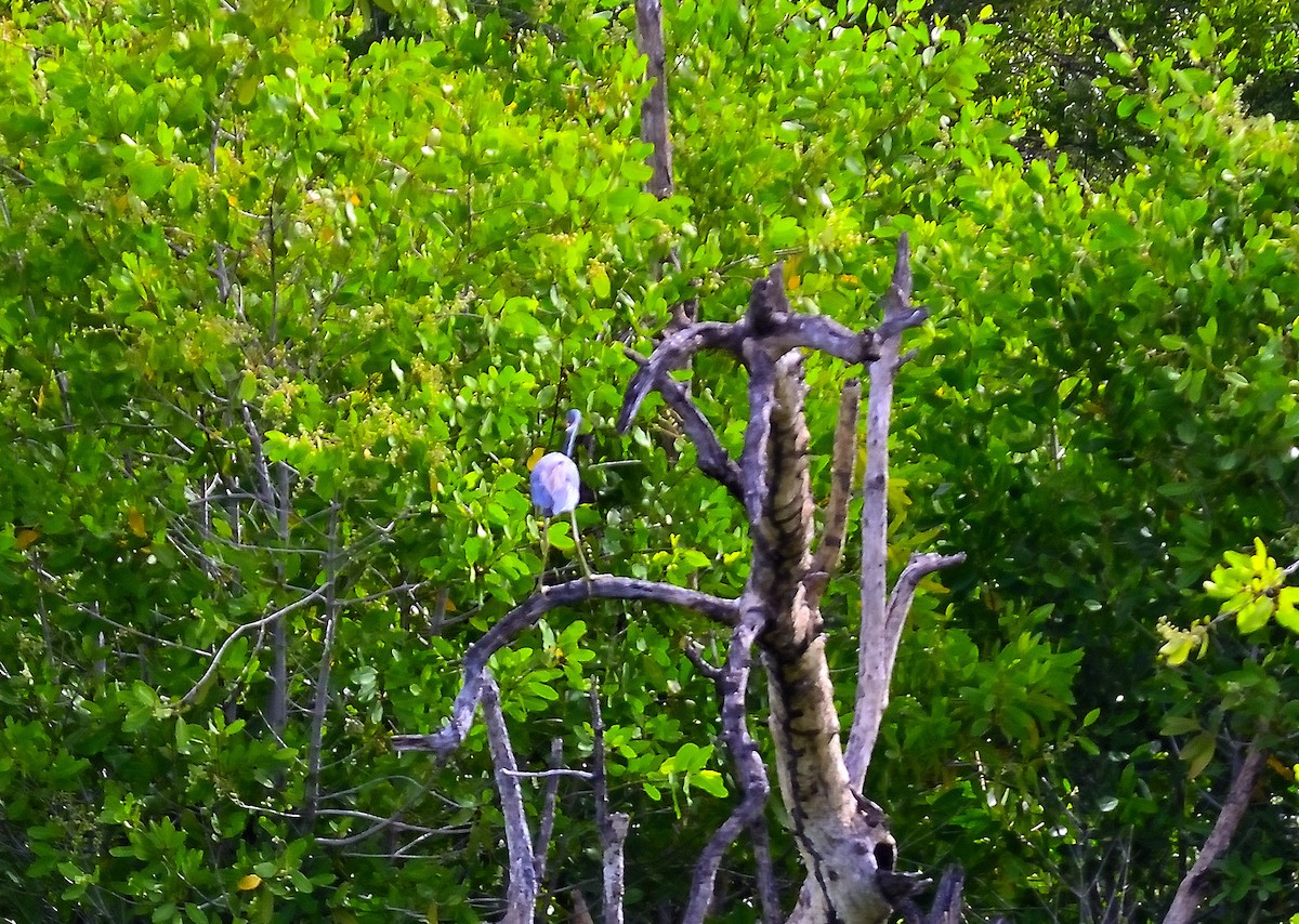 Tricolored Heron - ML622776702