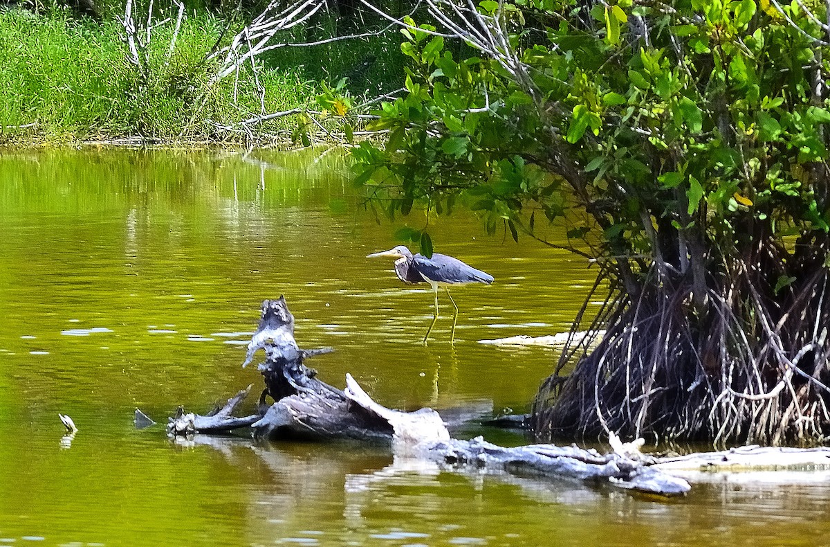 Tricolored Heron - ML622776703