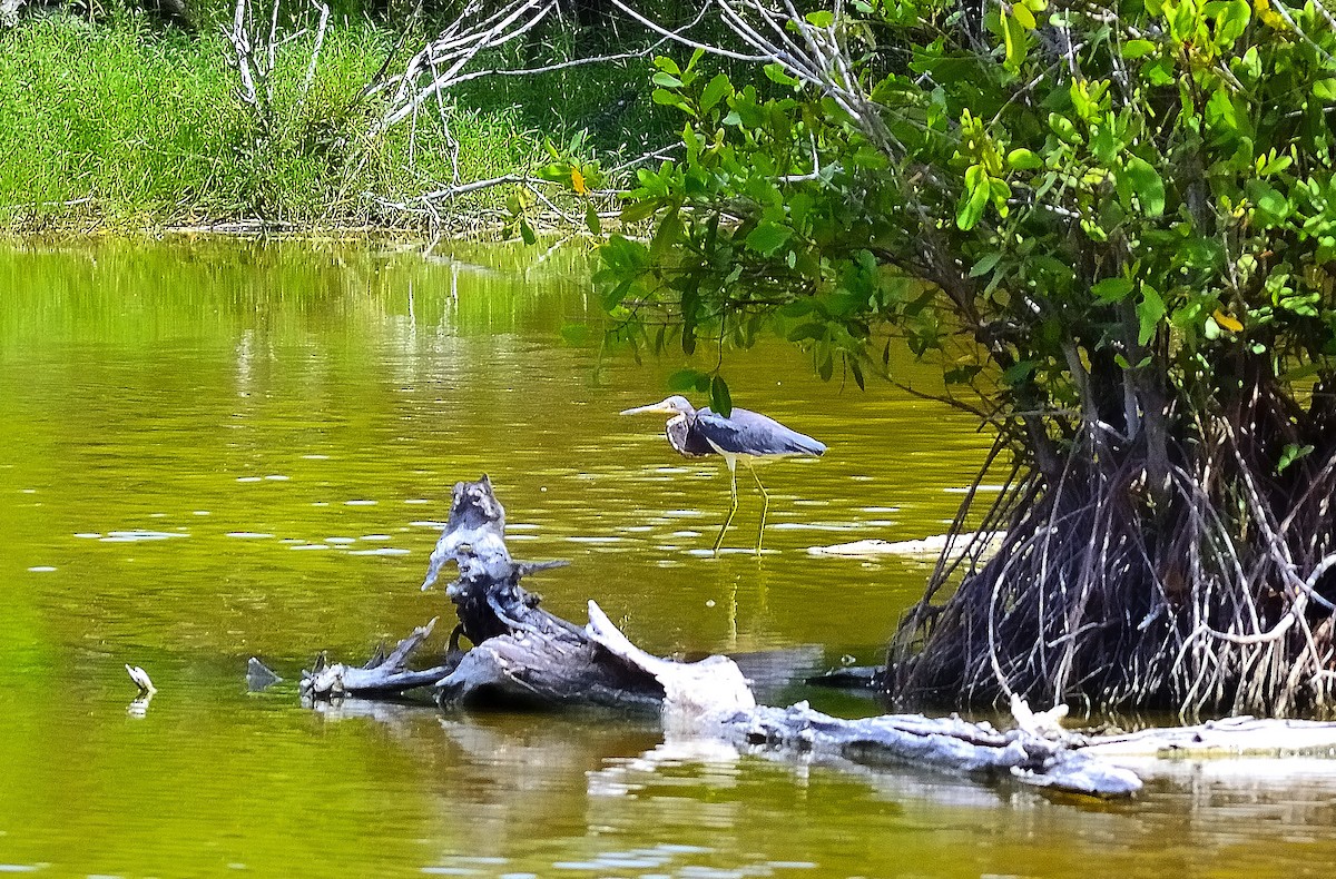 Tricolored Heron - ML622776704