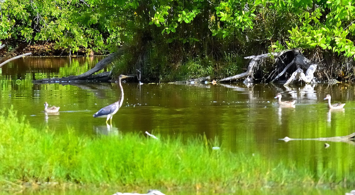 Tricolored Heron - ML622776705