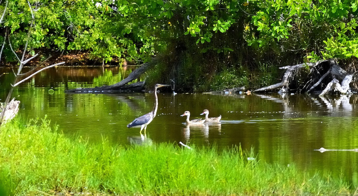 Tricolored Heron - ML622776706