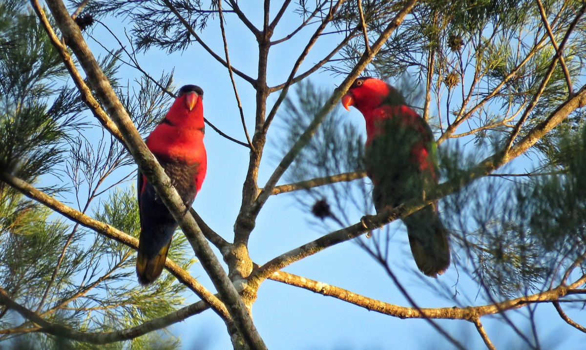 Black-capped Lory - ML622776718