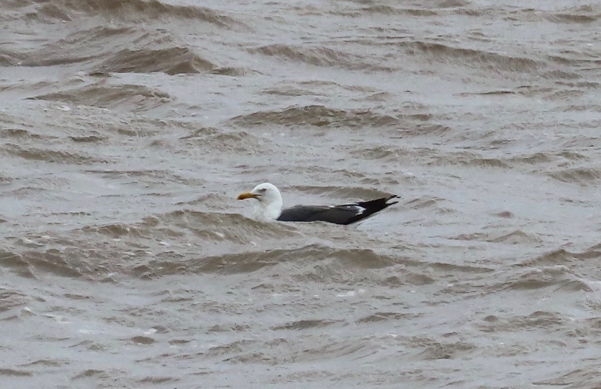 Lesser Black-backed Gull - ML622776740