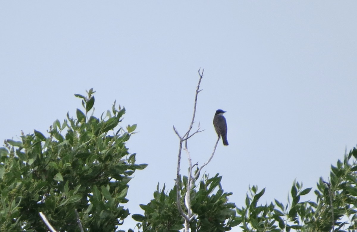 Eastern Kingbird - ML622776751