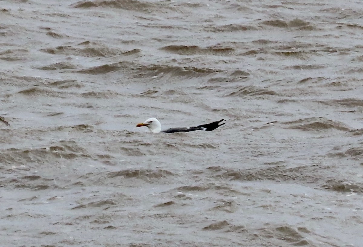 Lesser Black-backed Gull - ML622776752