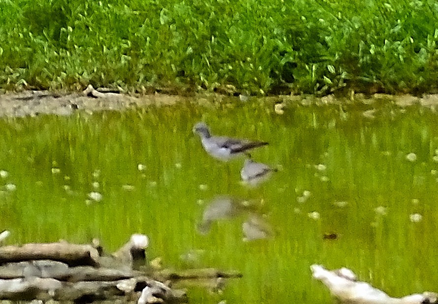 Greater Yellowlegs - ML622776758