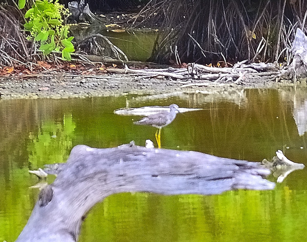 Greater Yellowlegs - ML622776759