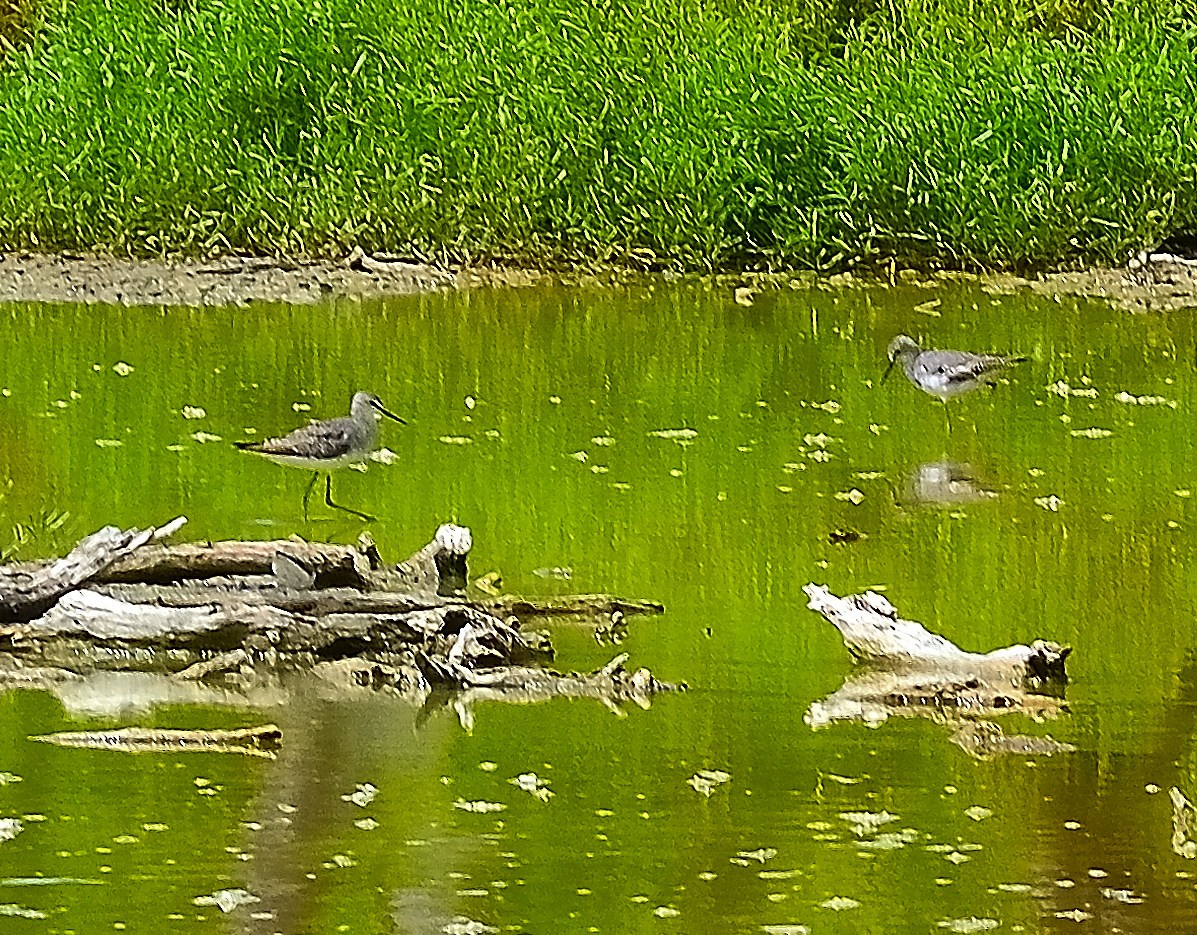 Greater Yellowlegs - Marjel Morales Gato