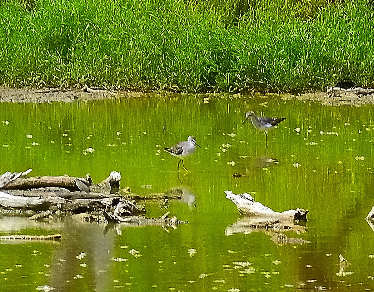 Greater Yellowlegs - ML622776762