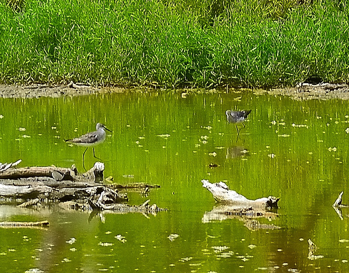 Greater Yellowlegs - ML622776763