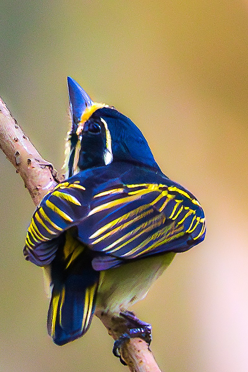 Yellow-throated Tinkerbird - ML622776766