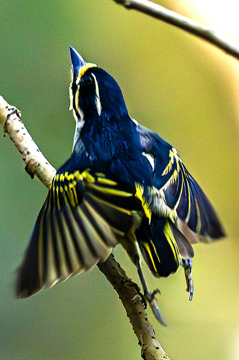 Yellow-throated Tinkerbird - ML622776767