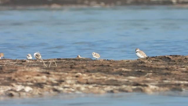 Snowy Plover - ML622776768