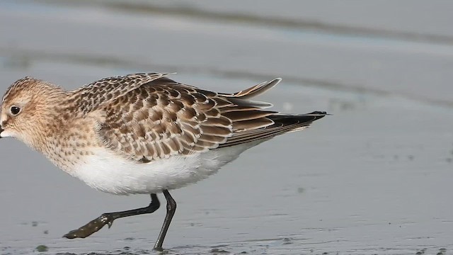 Baird's Sandpiper - ML622776772