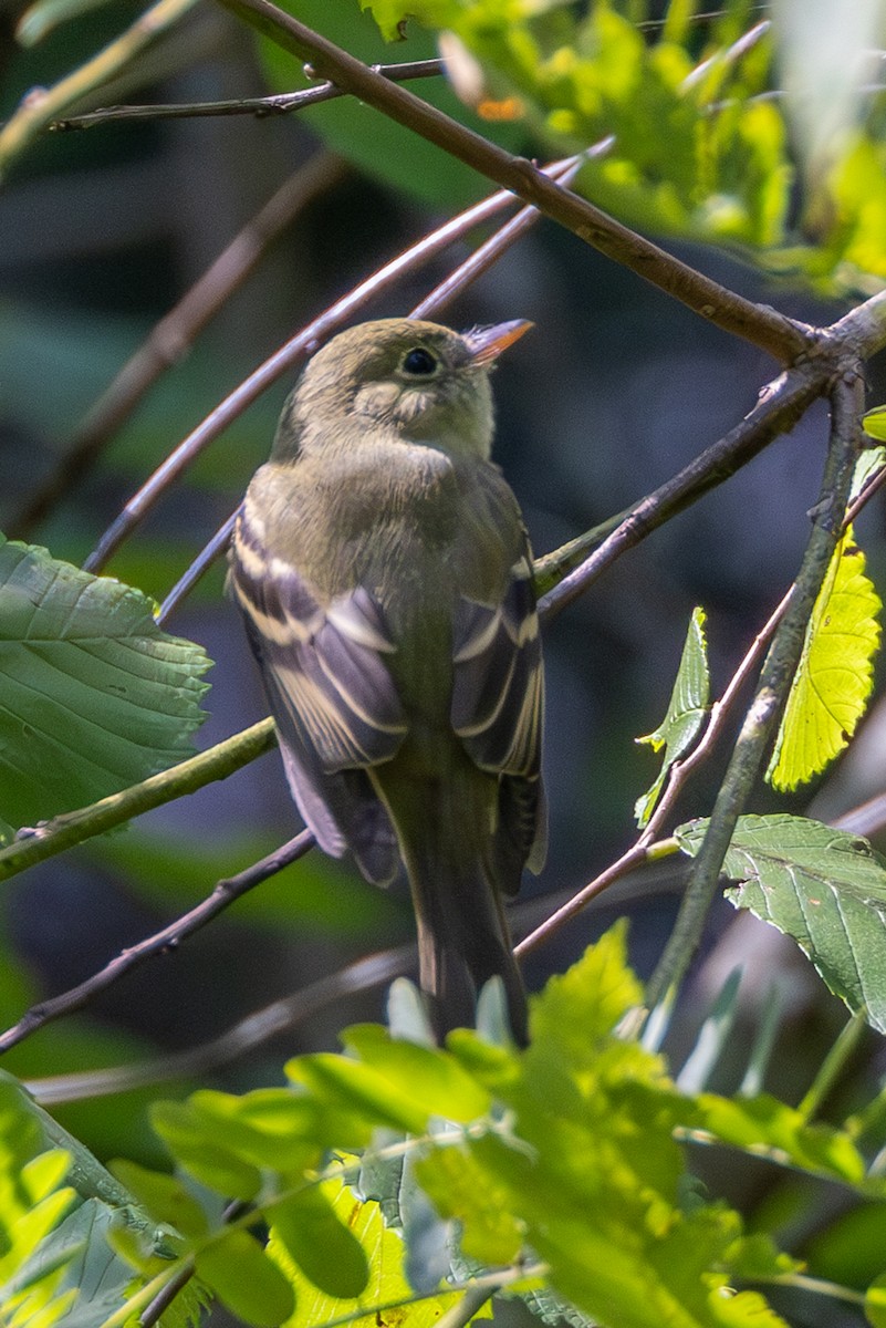 tyranovec zelenavý - ML622776774