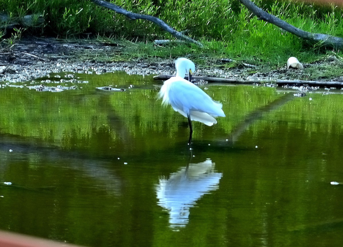 Snowy Egret - ML622776775