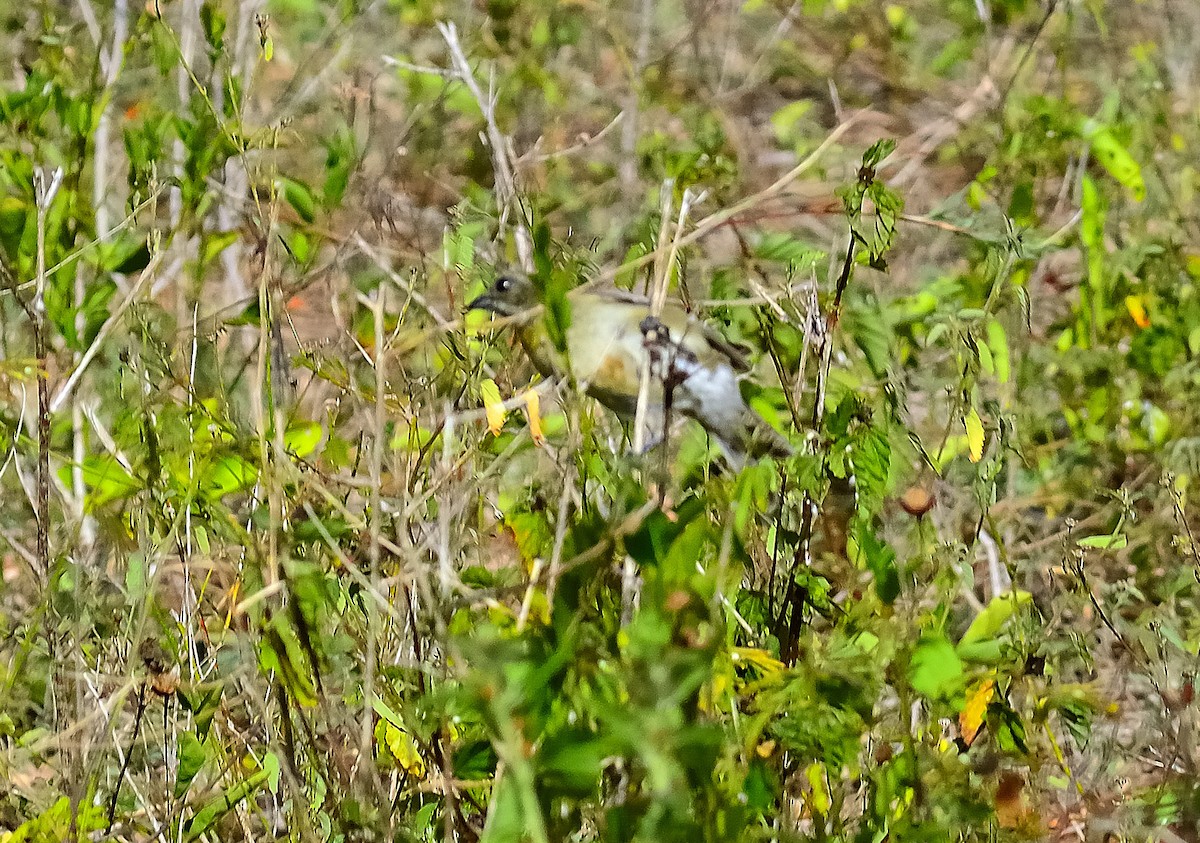 Western Spindalis - Marjel Morales Gato