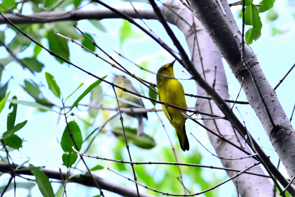 Yellow Warbler - Marjel Morales Gato