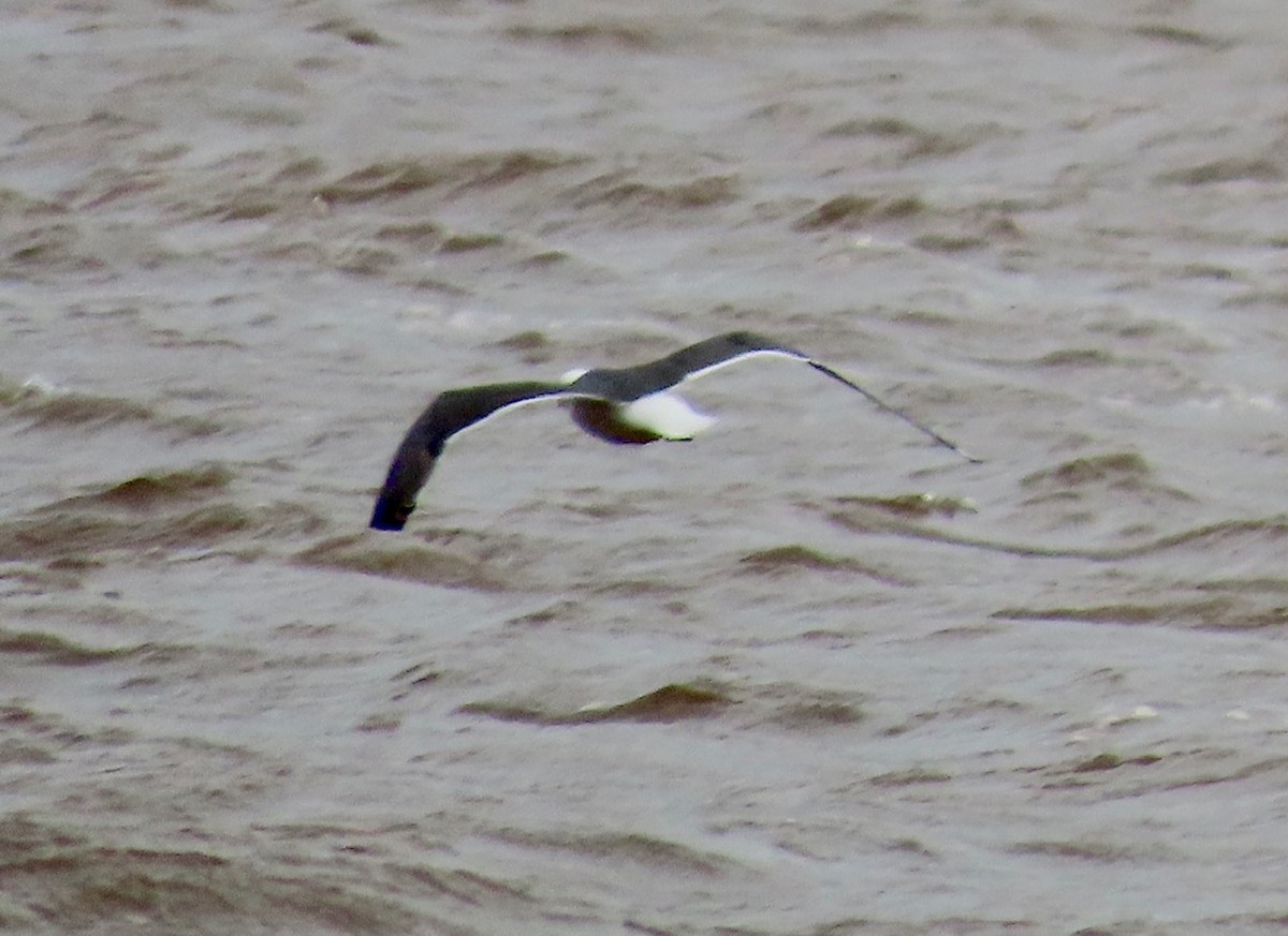 Lesser Black-backed Gull - ML622776796