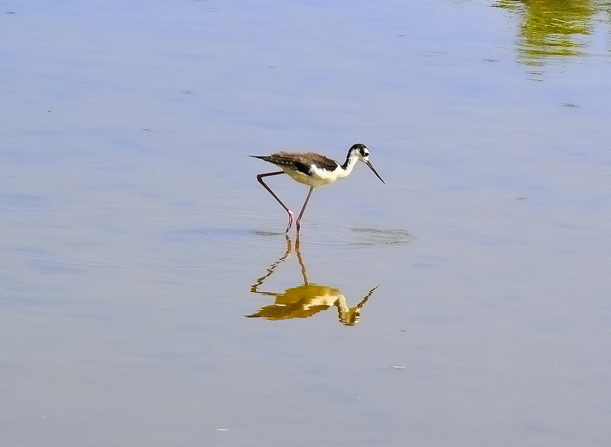 Cigüeñuela Cuellinegra - ML622776811