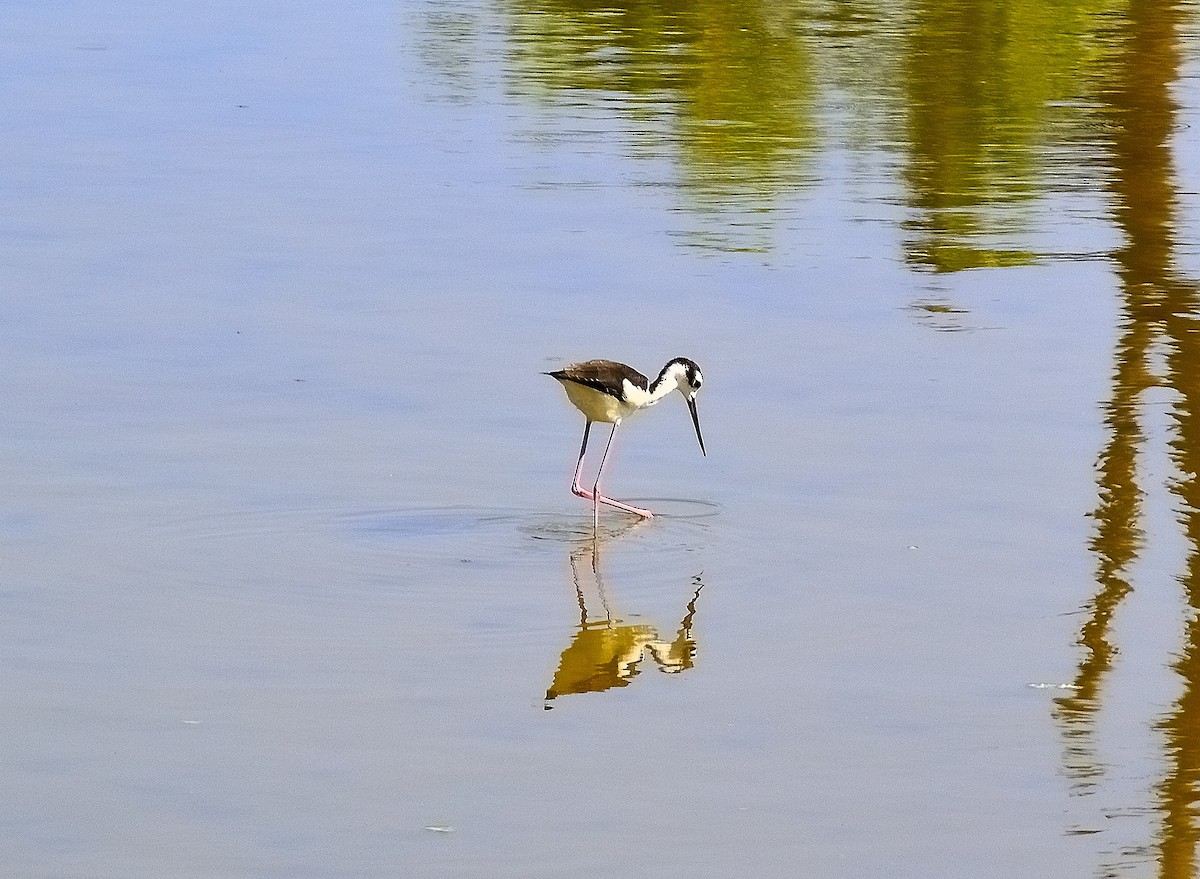 Black-necked Stilt - Marjel Morales Gato