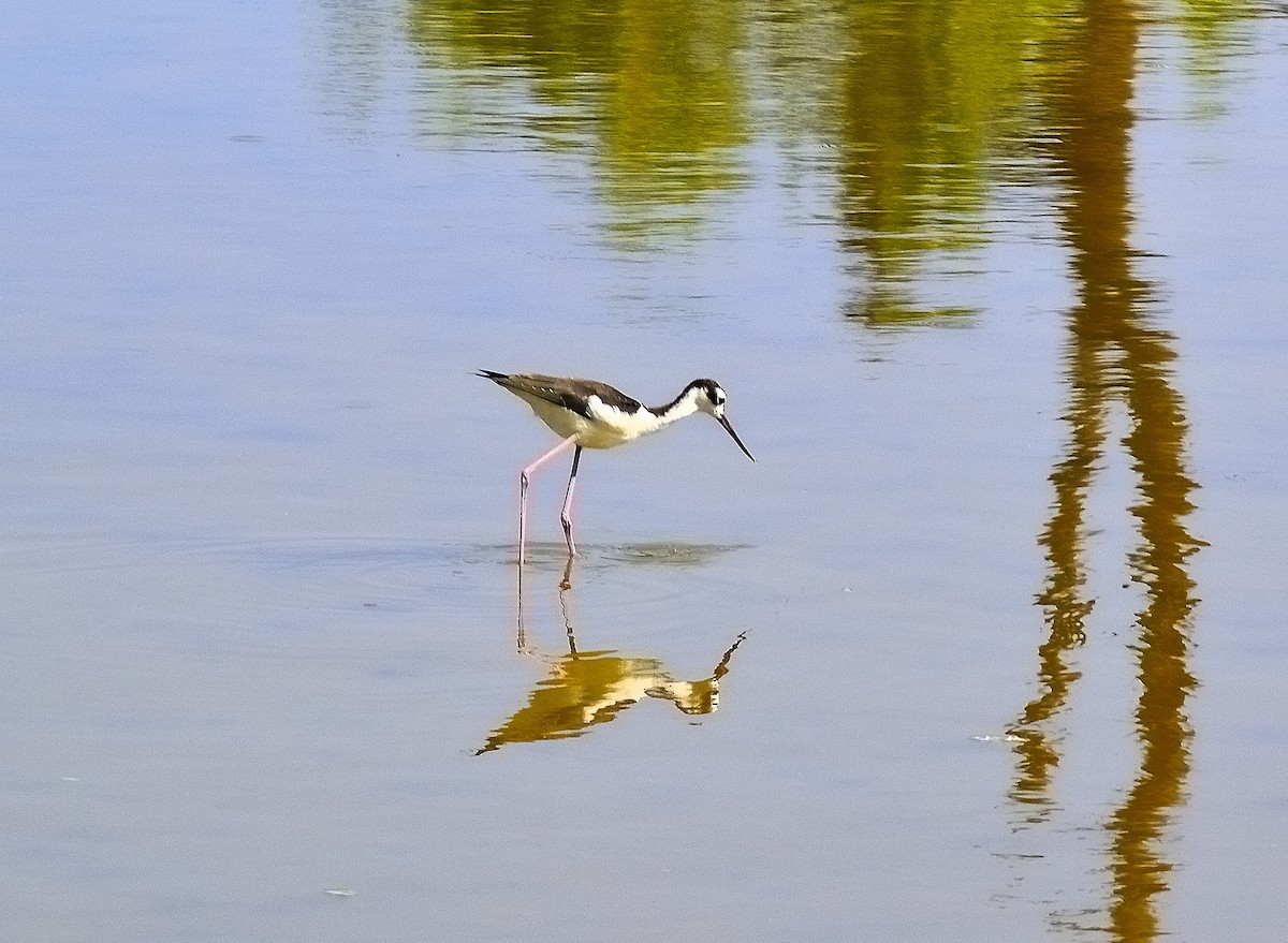 Black-necked Stilt - ML622776814