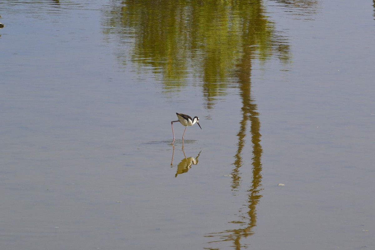 Black-necked Stilt - ML622776815