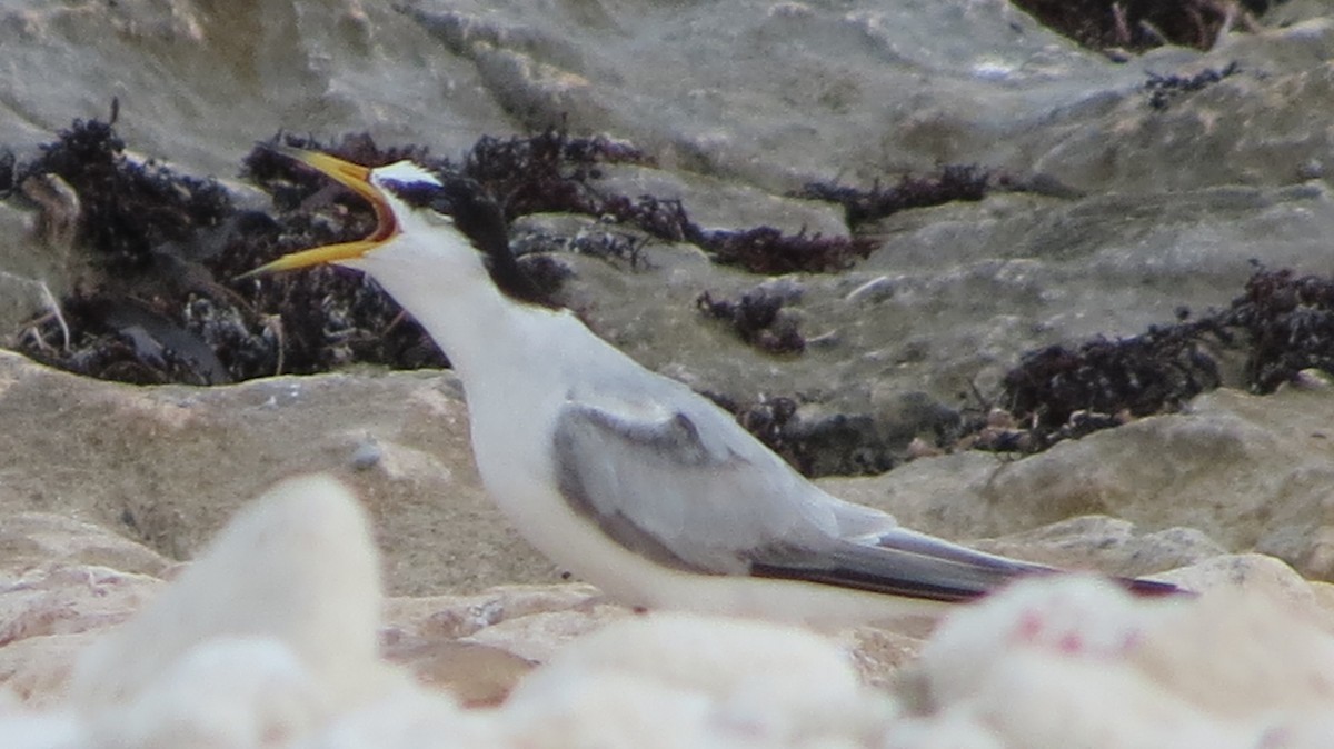 Least Tern - Delvis Toledo