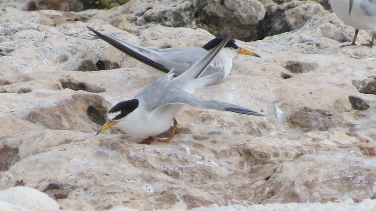 Least Tern - Delvis Toledo