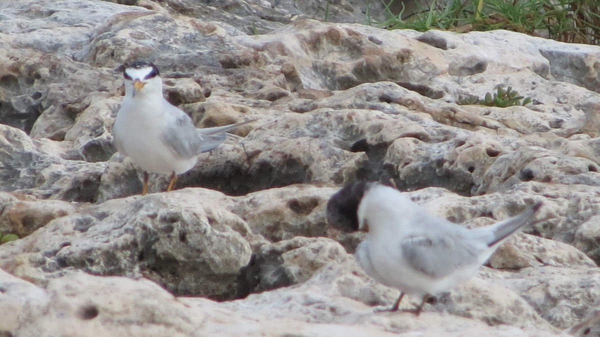 Least Tern - Delvis Toledo