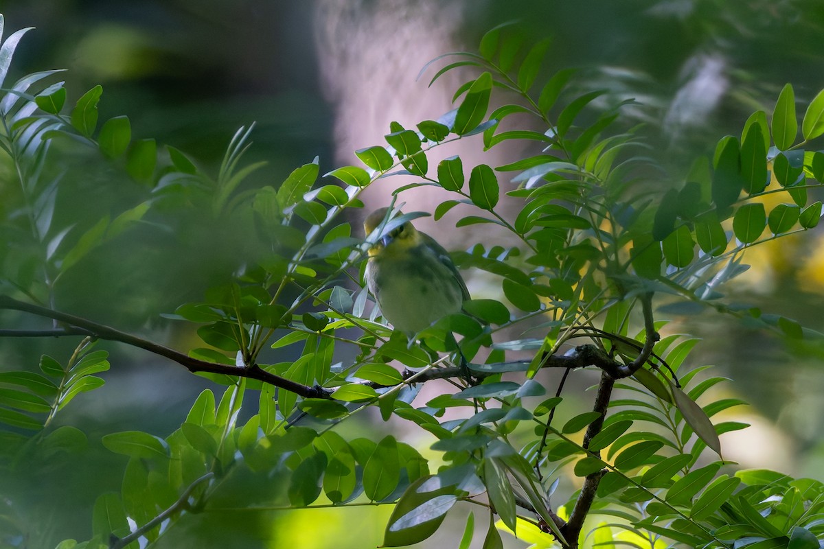 Black-throated Green Warbler - Steve Wilson