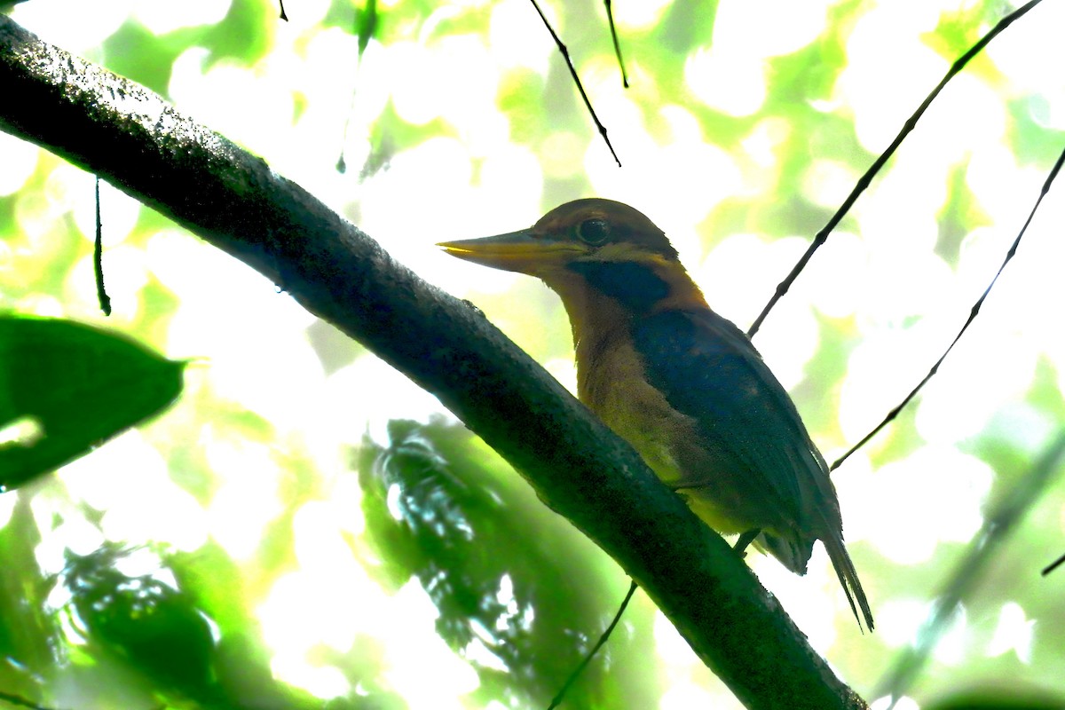 Rufous-collared Kingfisher - ML622776871