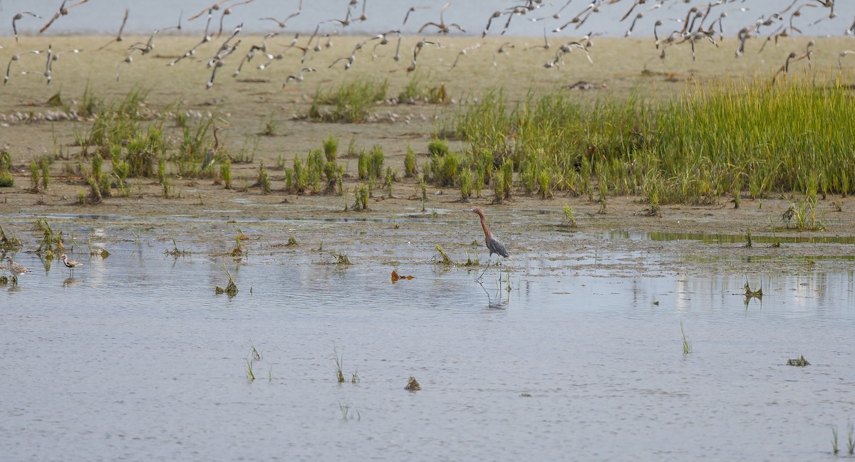 Reddish Egret - Michael Sadat