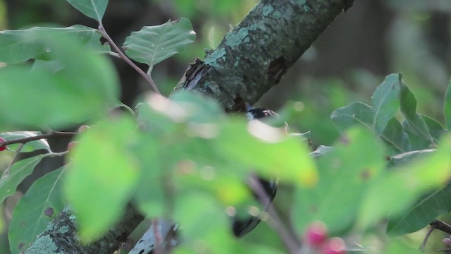 Downy Woodpecker - ML622776917