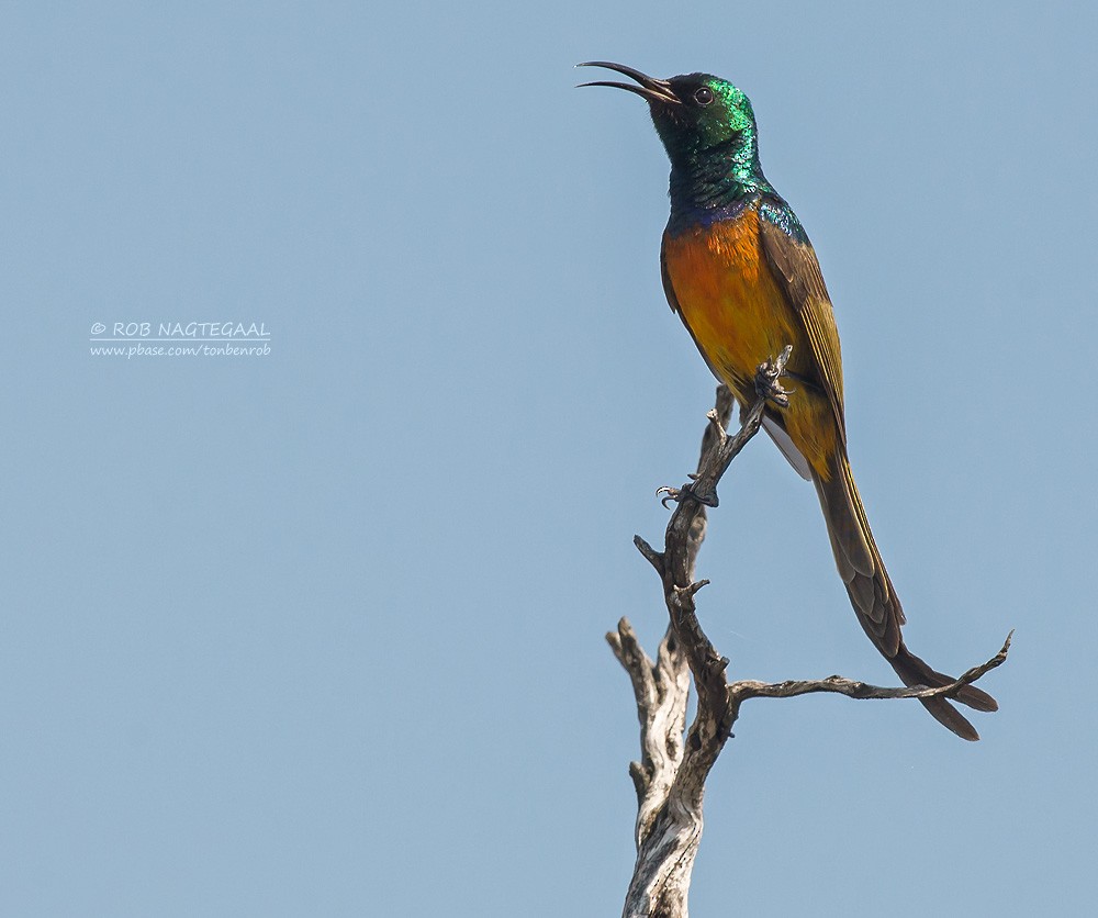 Orange-breasted Sunbird - ML622776961