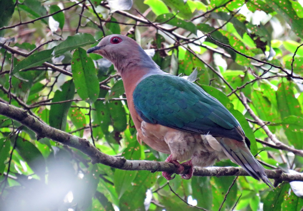 Papuan Mountain-Pigeon - ML622776997